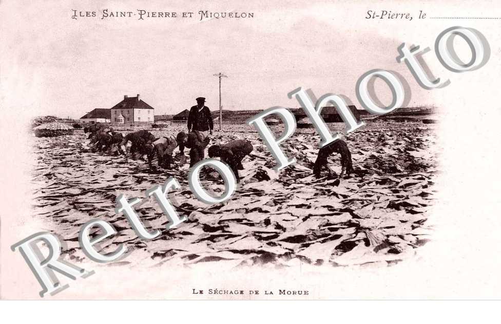 Le Sechage de la Morue
