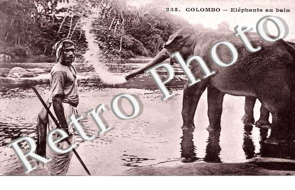 Eléphants au bain