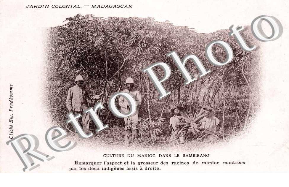 culture du manioc dans le Sambirano