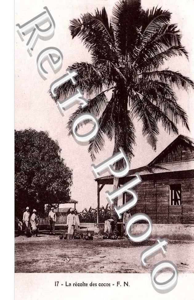 la récolte des cocos