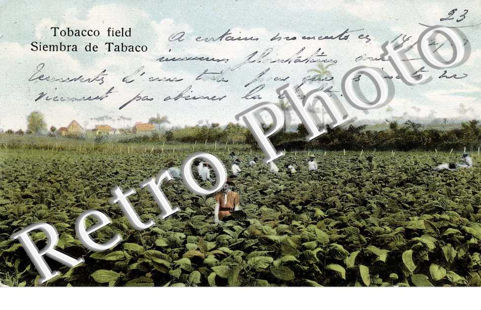 Siembra de Tabaco