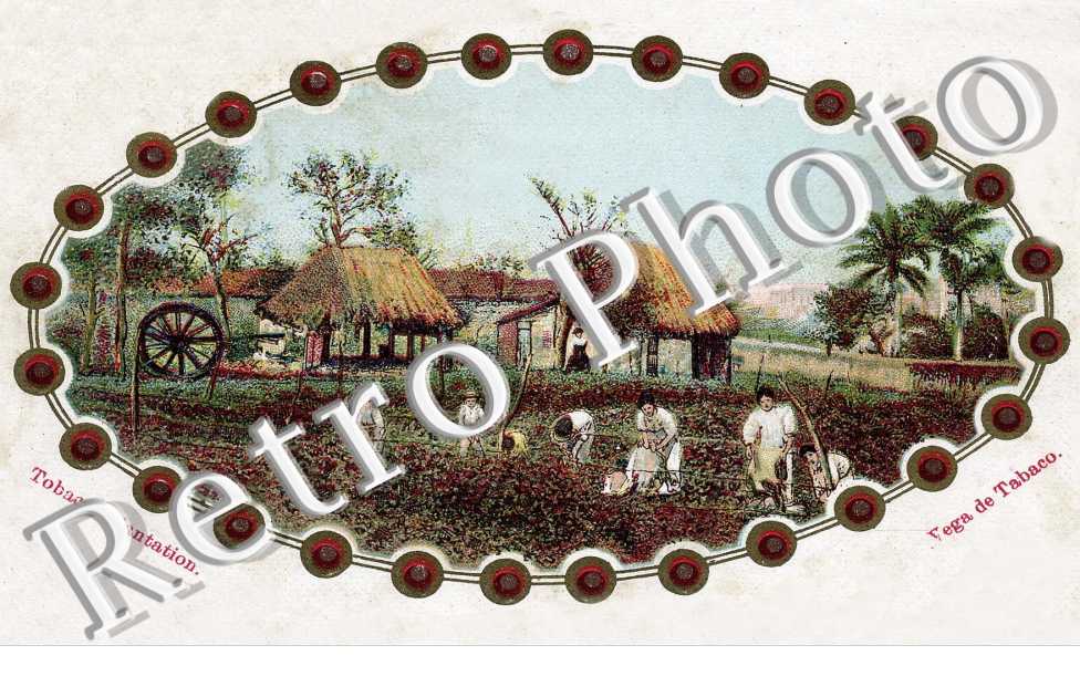 Vega de Tabaco