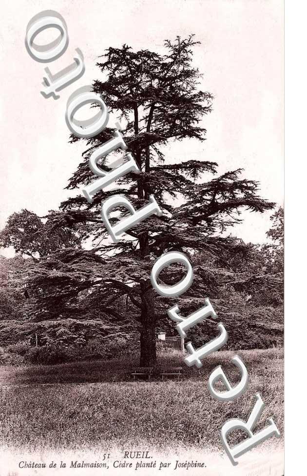 Chateau de la Malmaison - Cedre plante par Josephine