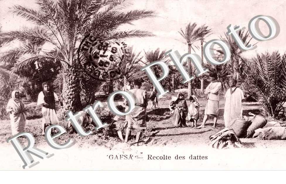Récolte des dattes