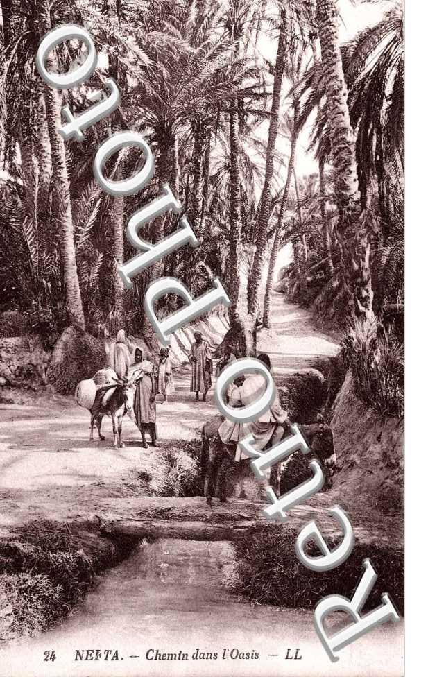 Chemin dans l'oasis