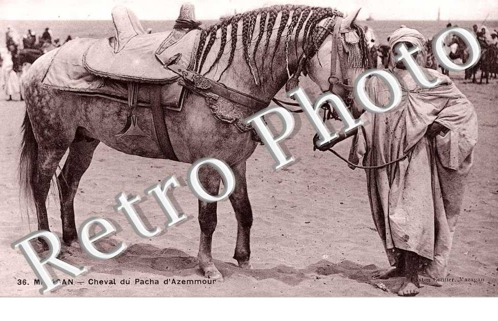 Chevak du Pacha d'Azemmour