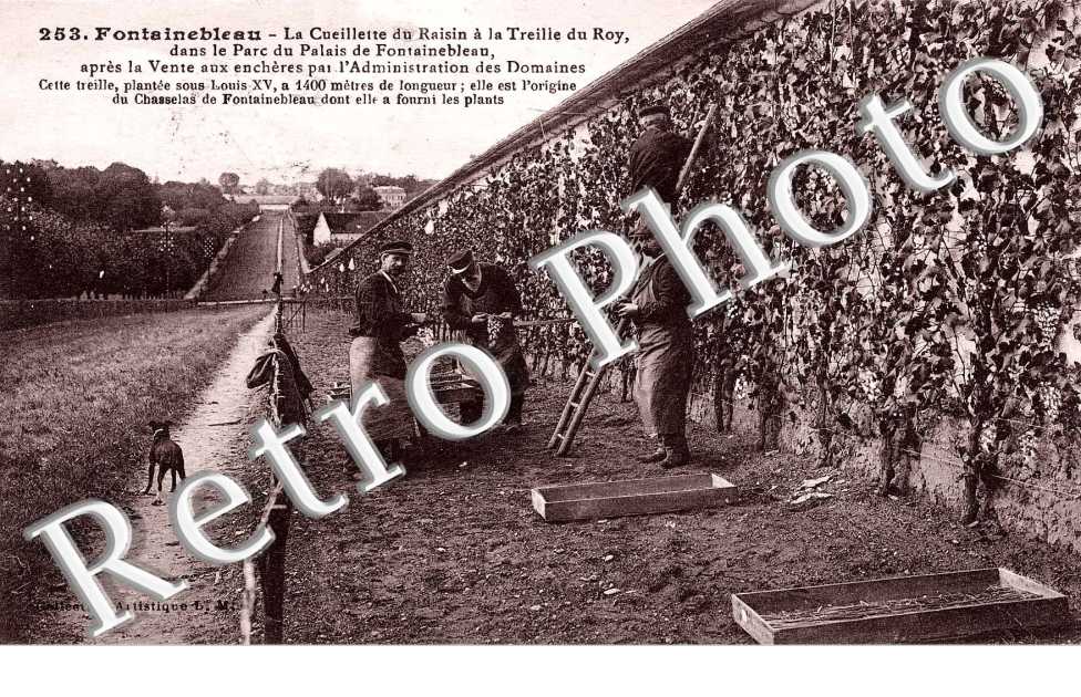 la cueillette du raisin a la Treille du Roy