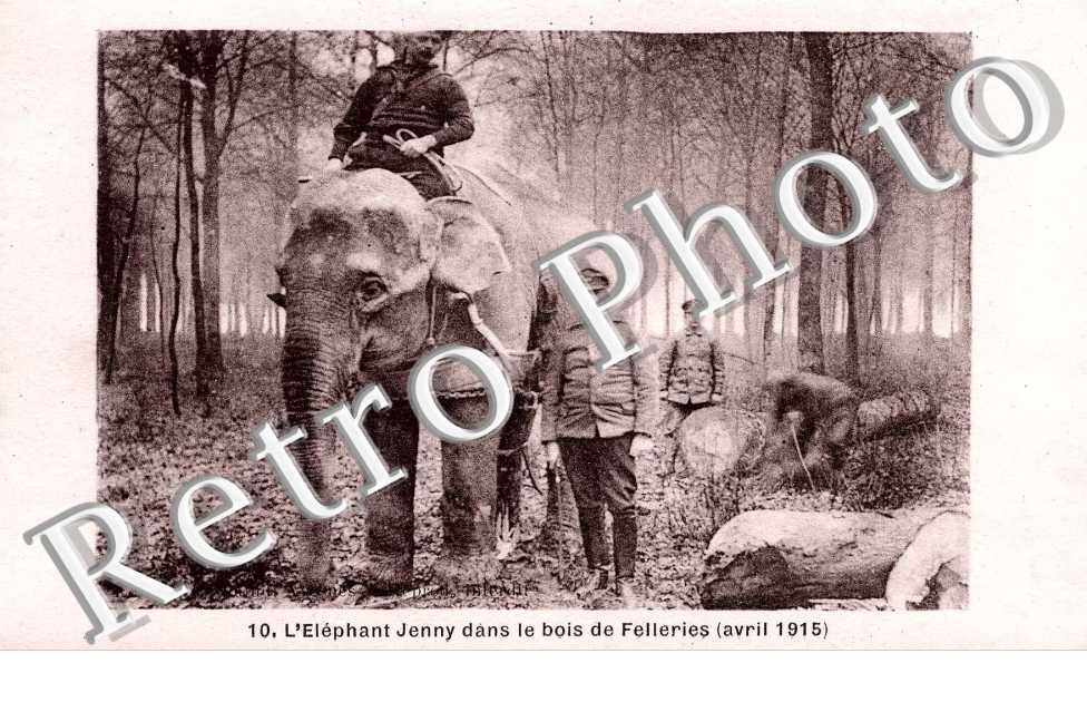 l' elephant Jenny dans le bois de Felleries ( avril 1915 )