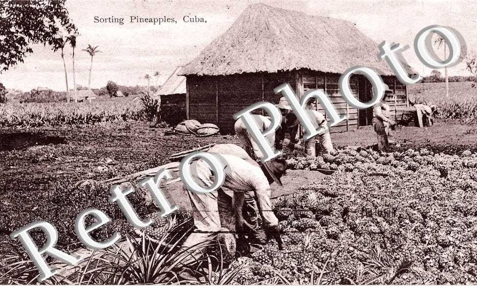 Sorting Pineapples