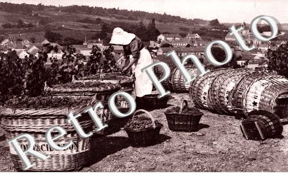 Vendanges