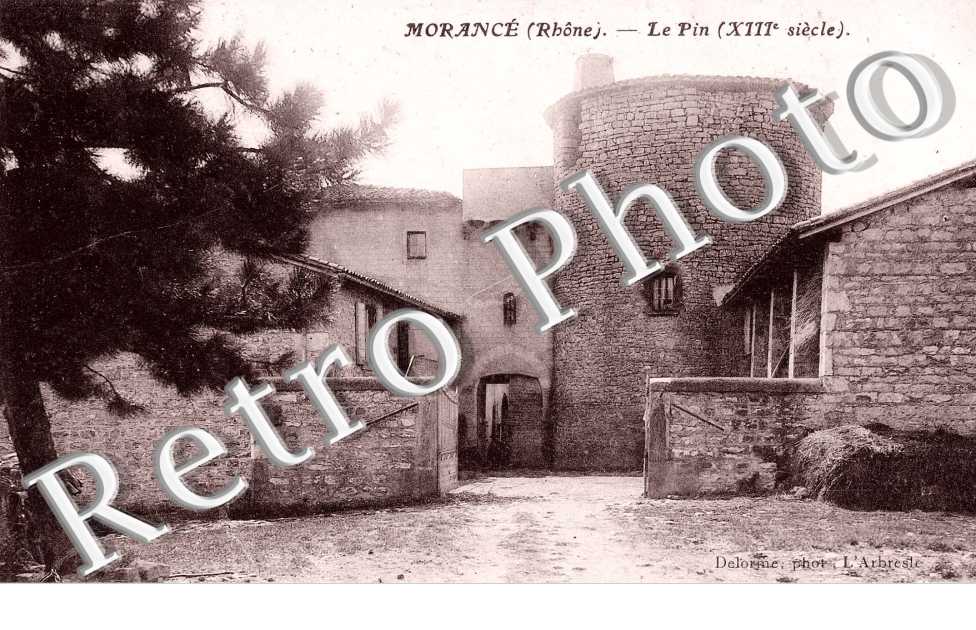 Le pin
