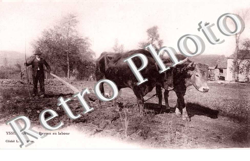 paysan au labour