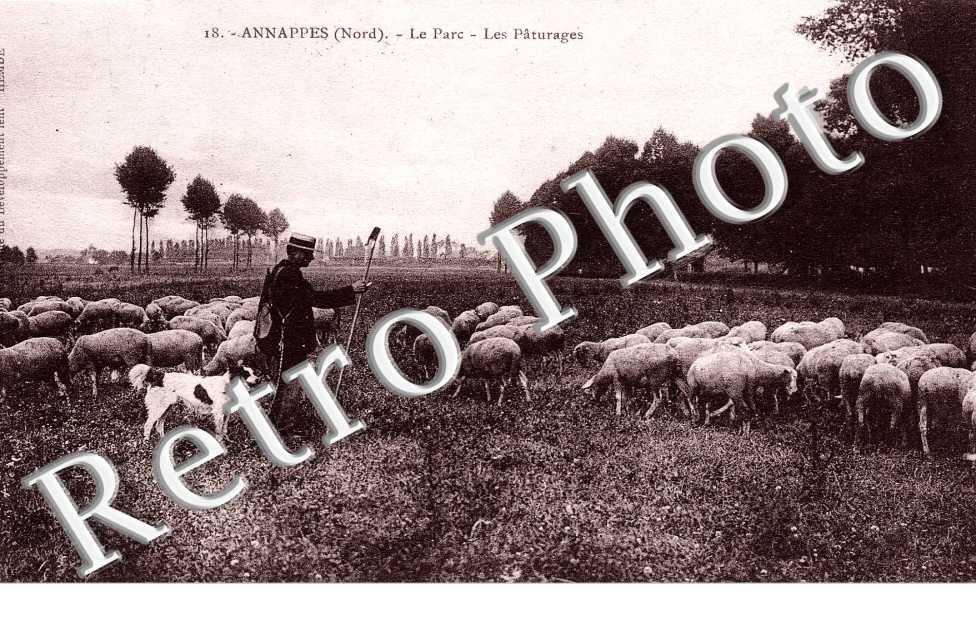 Annappes - Parc - paturage