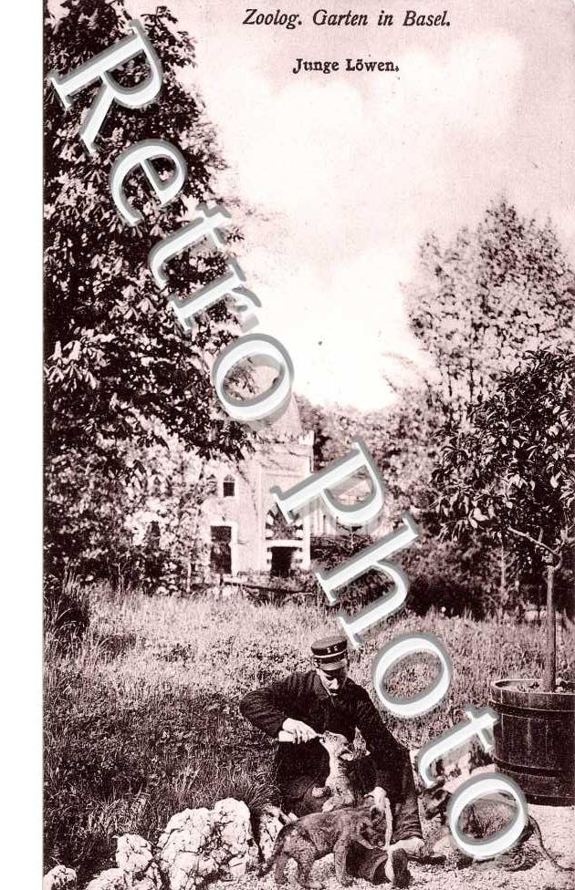 Zoolog Garten  Junge Lowen