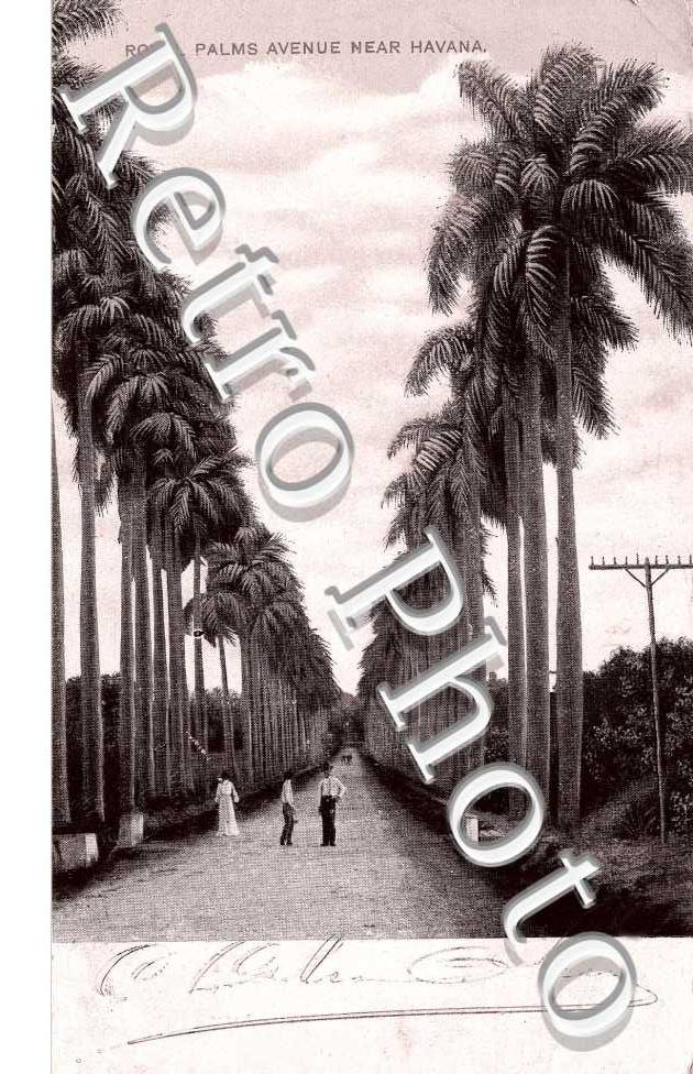 Royal Palms Avenue near Havana