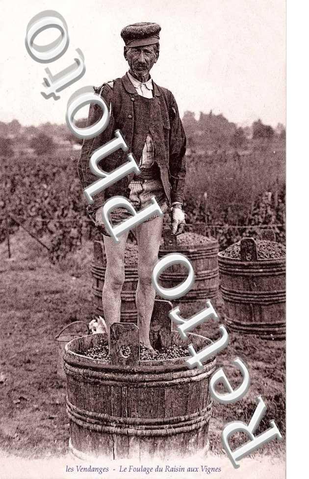Le foulage du raisin aux vignes