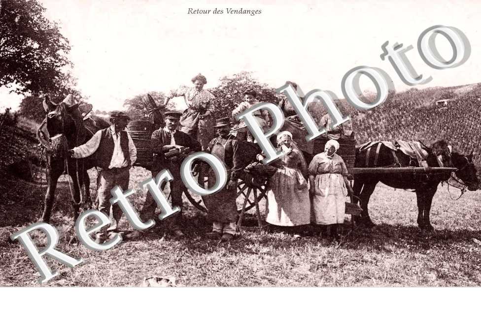 Retour des vendanges