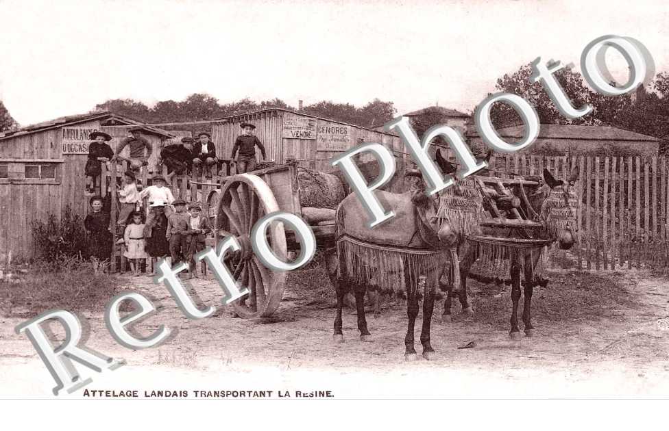 Attelage landais transportant la resine