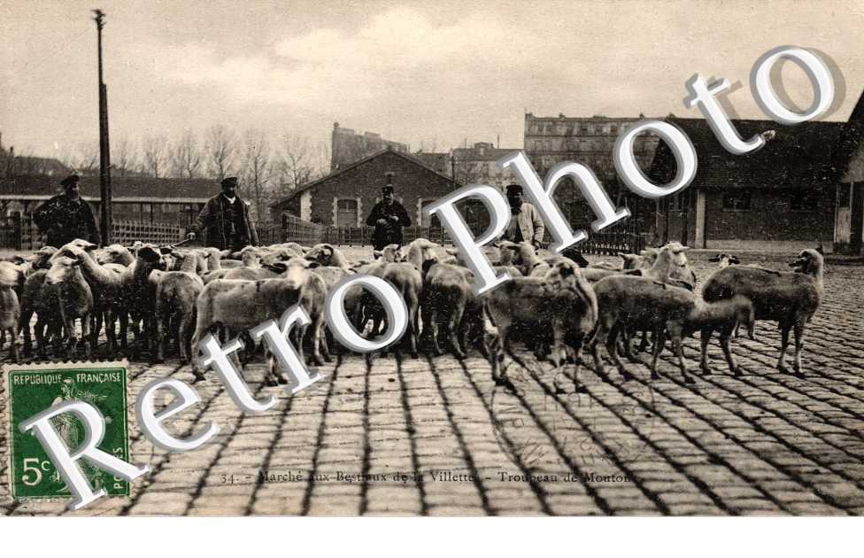 Marché aux Bestiaux de la Villette - Troupeau de Mouton