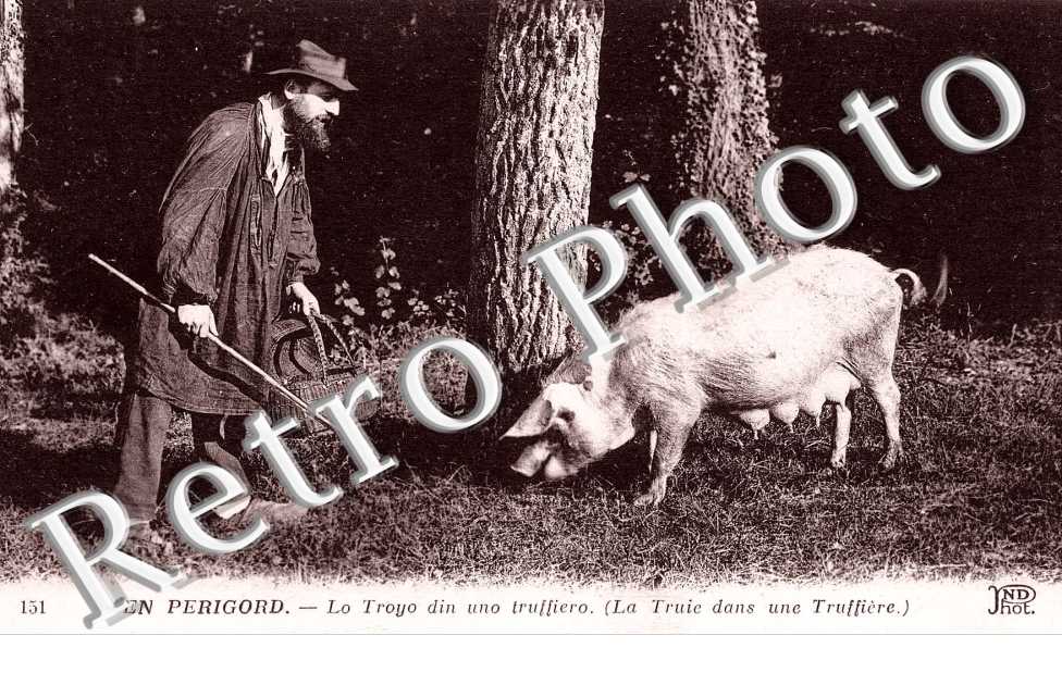 LA TRUIE DANS UNE TRUFFIERE 