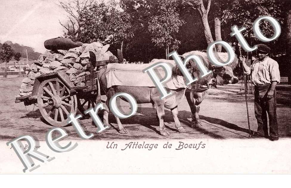 un attelage de boeufs