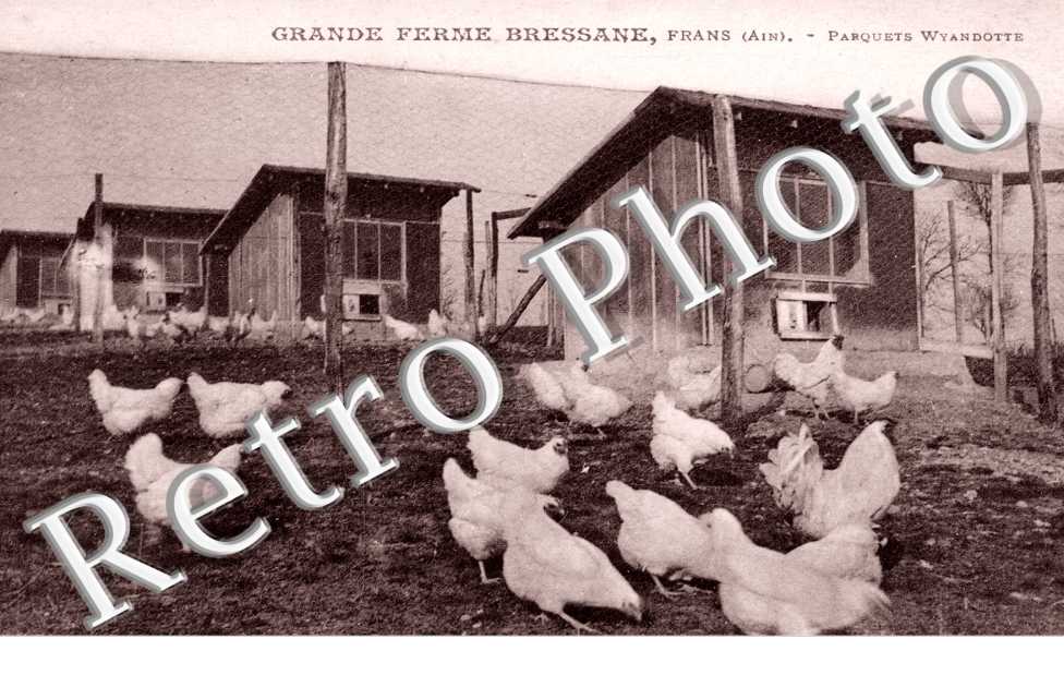 Grande ferme Bressane - Parquets Wyandotte