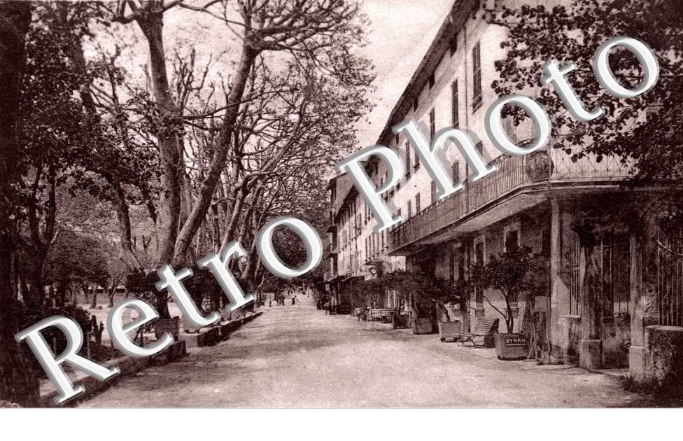 Avenue des platanes