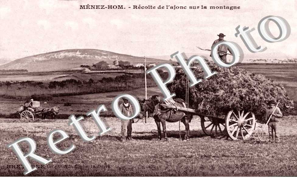 le Menez Hom recolte de l'ajonc sur la montagne