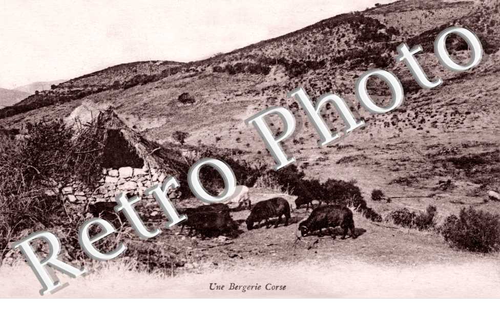 Une bergerie corse
