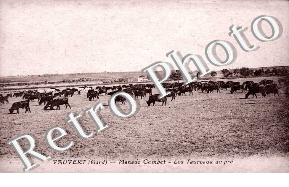 Manade Combet - les taureaux au pre