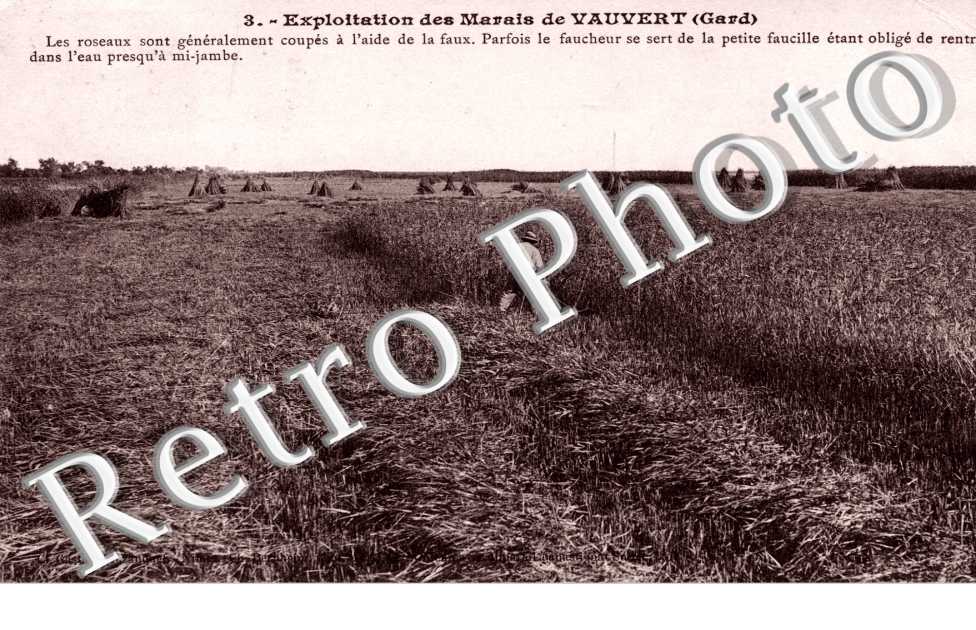 Exploitation des marais