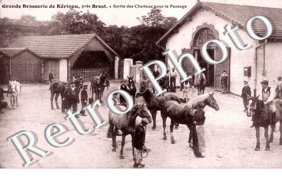 Sortie des Chevaux pour le Pansage