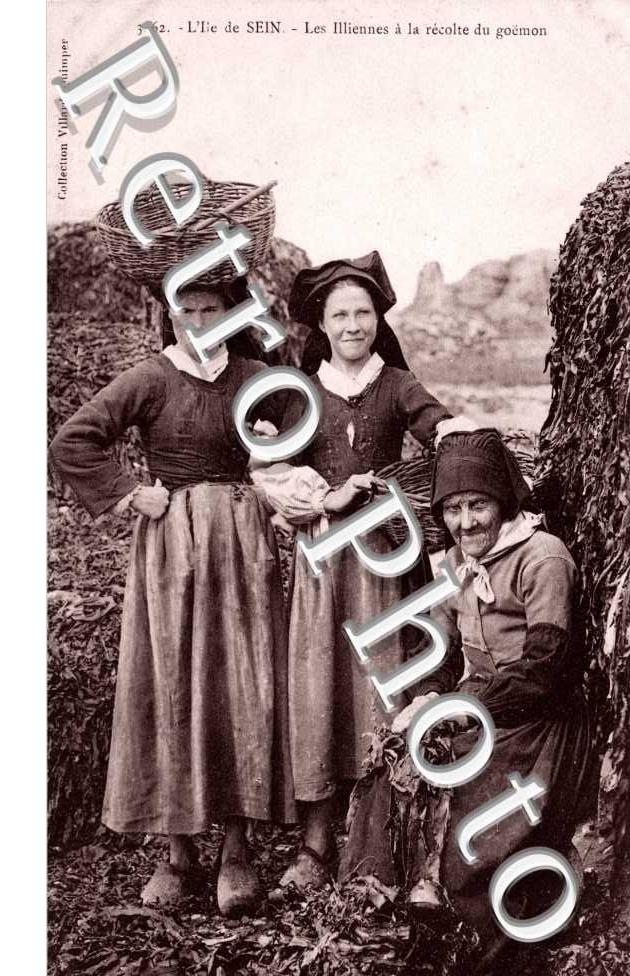 Les Iliennes a la recolte du goëmon
