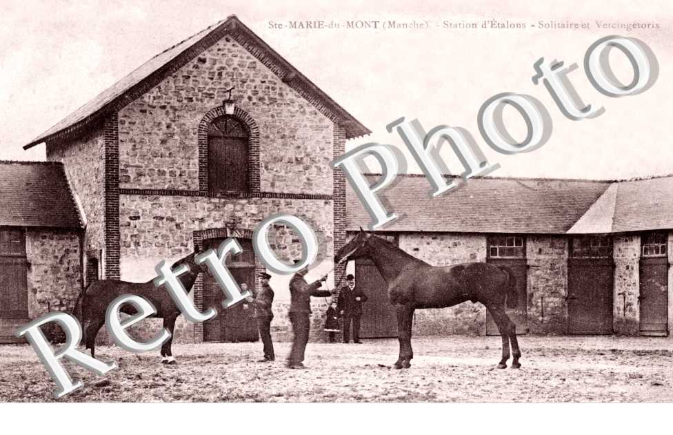 Station d'etalons - solitaire et vercingetorix