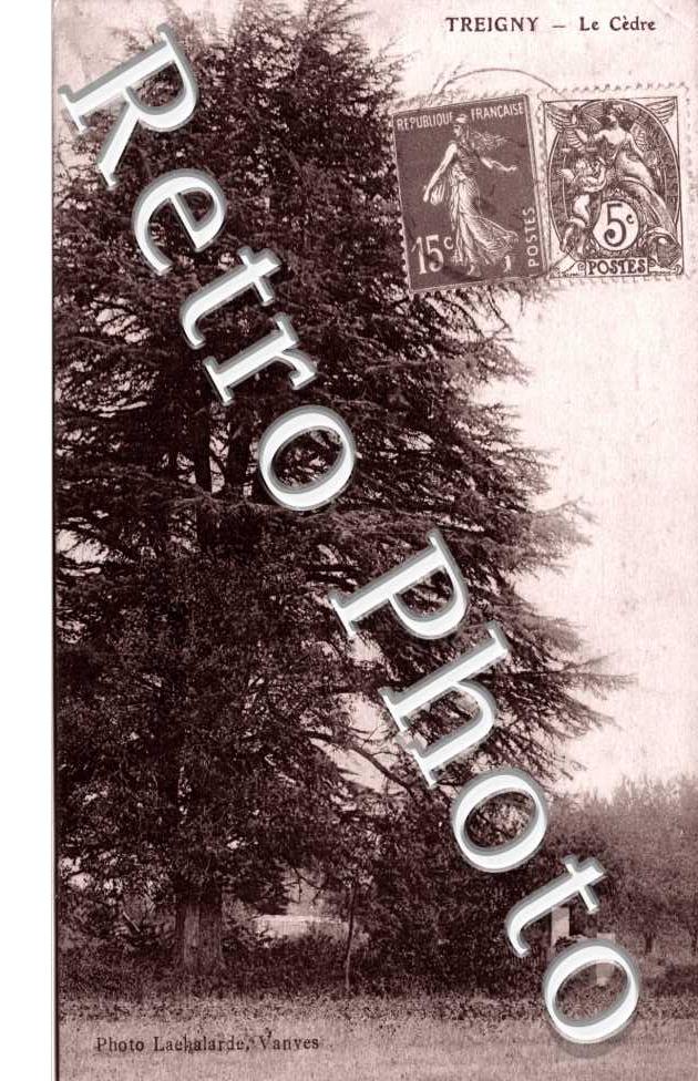 le cedre