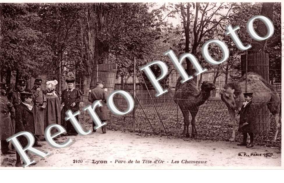 Le Parc de la Tete d'Or, les Chameaux