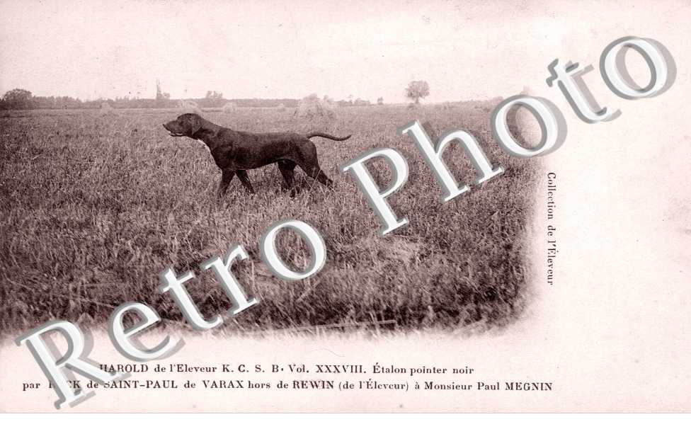 Harold - Etalon pointer noir