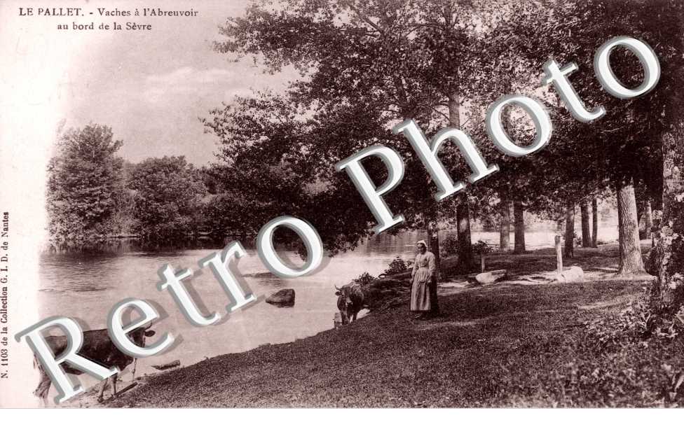 Vaches à l'Abreuvoir au bord de la Sèvre
