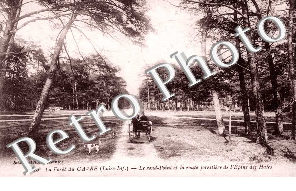 La foret du Gavre - Le rond point et la route Jorestiere de l'epine des haies