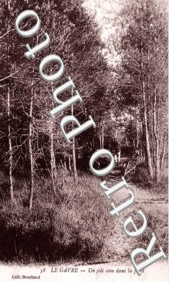 Un joli coin dans la foret