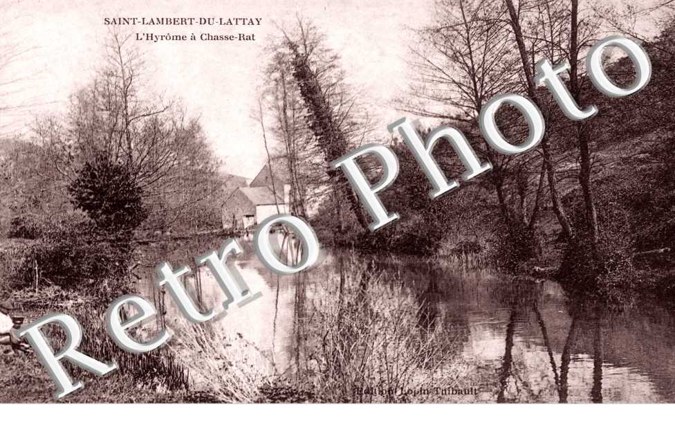 L'Hyrome a chasse-rat