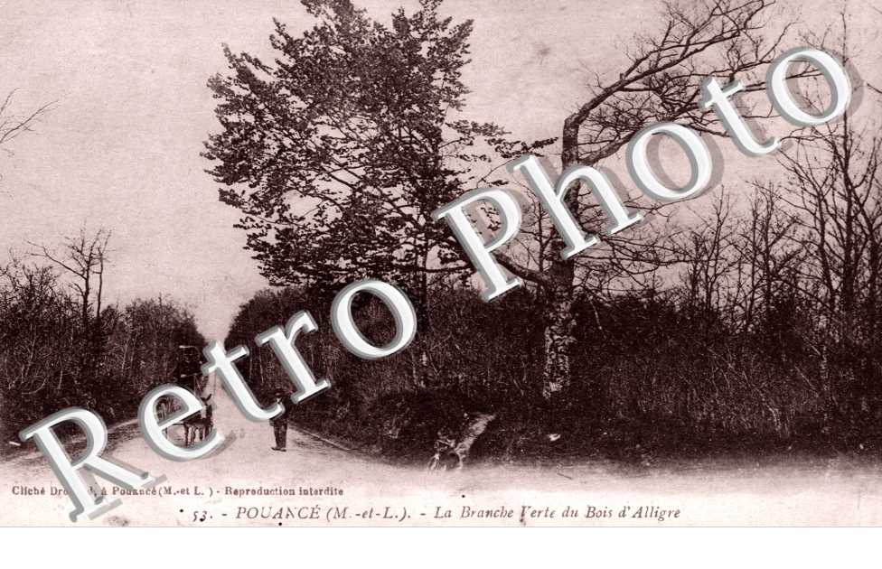 la branche verte du bois d´Alligre