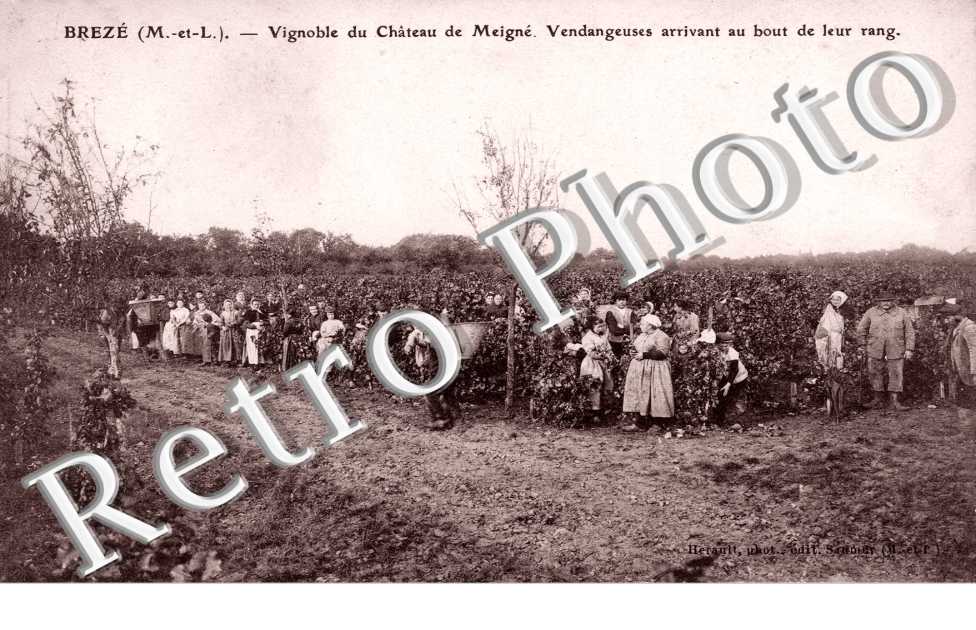 Vignoble du Chateau de Meigne, Vendangeuses