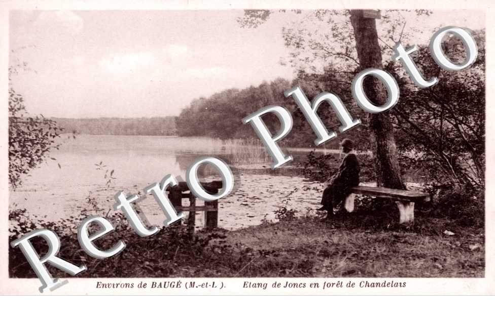 Etang de Joncs en foret de Chandelais