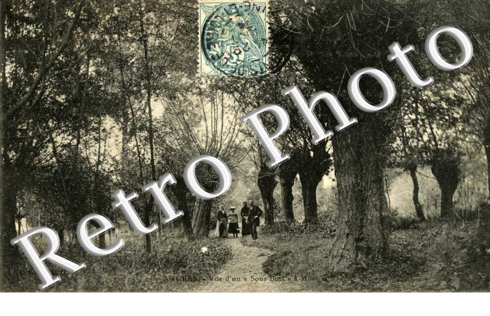 Vue d'un Sous bois