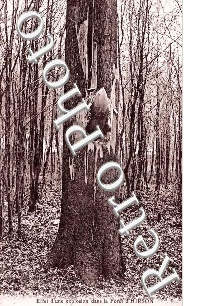 Effet d'une explosion dans la Foret