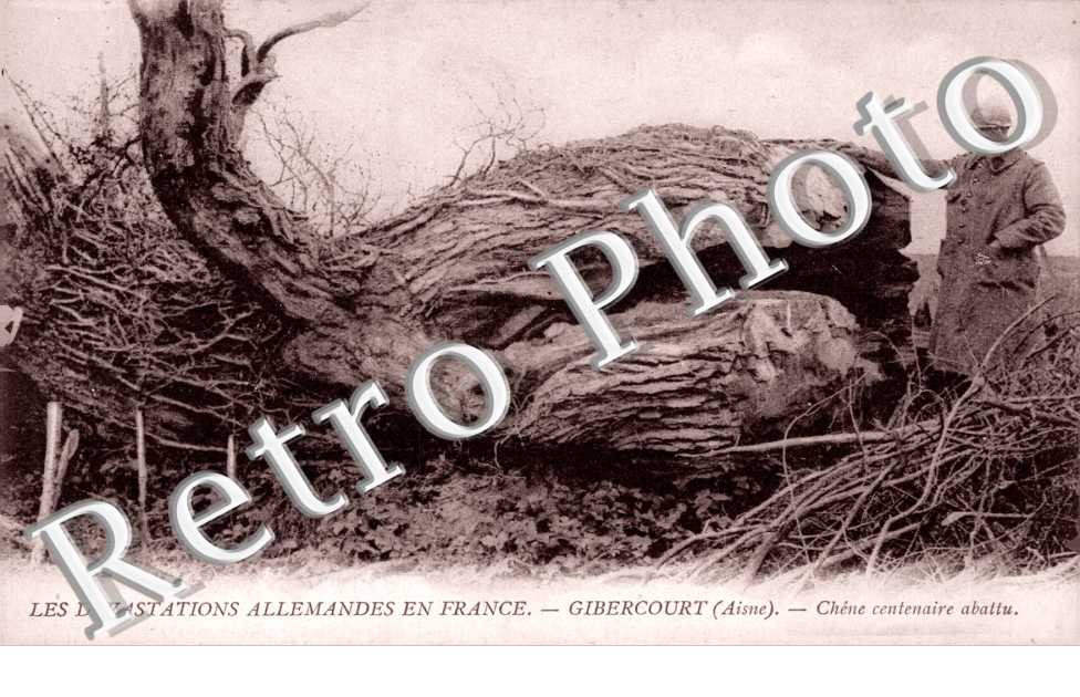Chene centenaire abattu