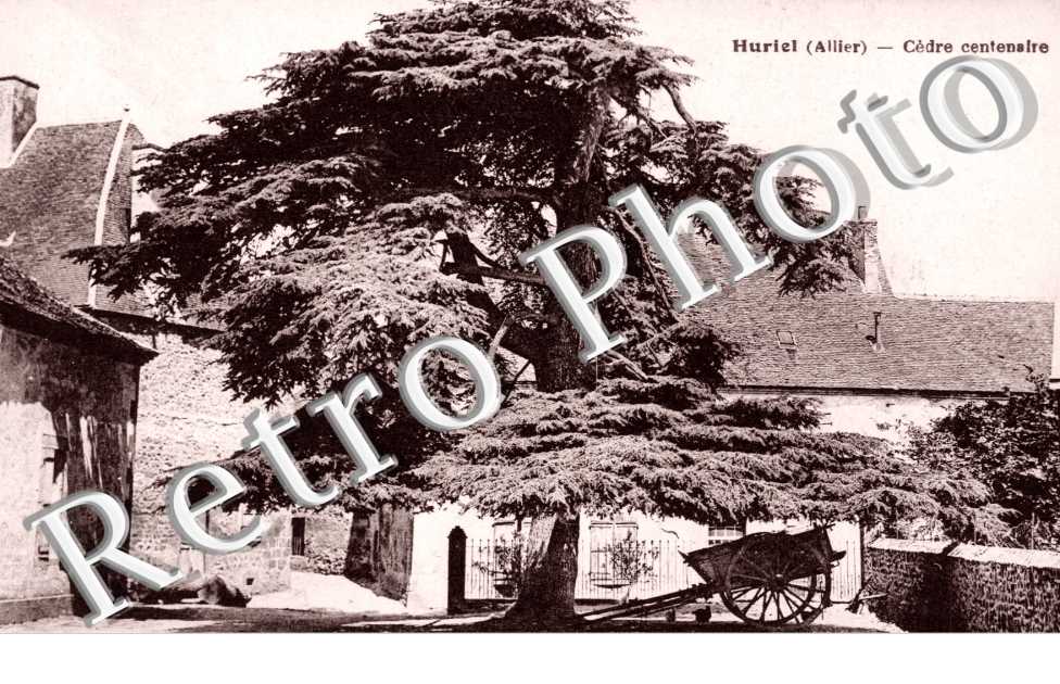Cedre centenaire