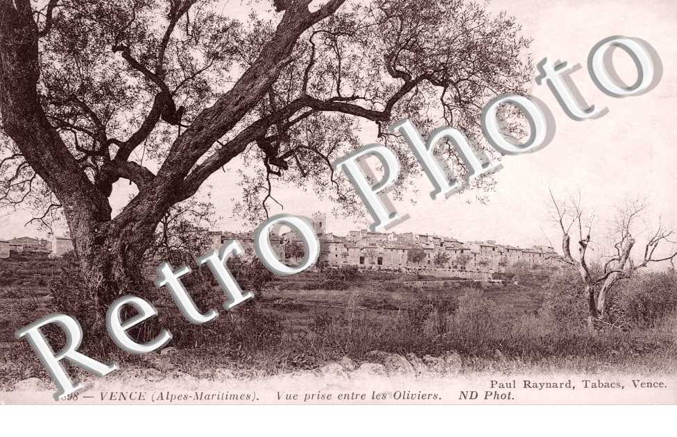 Vue prise entre les Oliviers