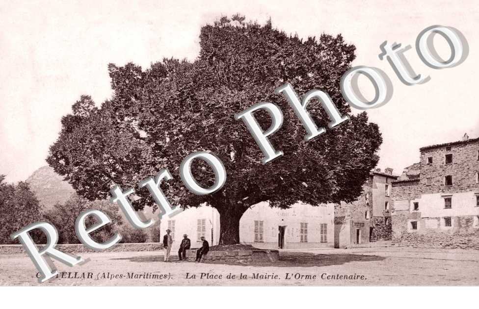 Place de la mairie - l'Orme centenaire